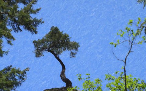 Tree Atop Multnomah Falls [Painterly Edition], Oregon. Brent Pruitt, photograph, 2009